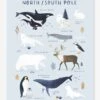 Affiche Animaux Pôle Nord/Sud Living Earth LILIPINSO Bleu Glacier - Lilipinso 2 Affiche Animaux Pôle Nord/Sud Living Earth LILIPINSO Bleu Glacier - Lilipinso -Magasin De Produits Pour Bébés affiche animaux pole nordsud living earth lilipinso