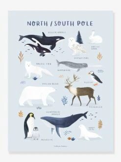 Affiche Animaux Pôle Nord/Sud Living Earth LILIPINSO Bleu Glacier - Lilipinso